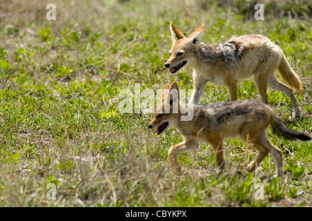 Nero-backed sciacalli - Parco Nazionale Etosha, Namibia, Africa Foto Stock