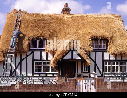 La Thatcher lavorando off scaletta a casa di un nuovo tetto di paglia a graticcio vecchio bianco e nero cottage di campagna Essex England Regno Unito Foto Stock