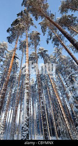 Pino ( pinus sylvestris ) alberi tettoie in inverno alla foresta di taiga , Finlandia Foto Stock