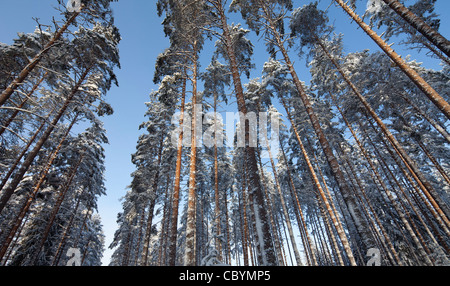 Pino ( pinus sylvestris ) alberi tettoie in inverno alla foresta di taiga , Finlandia Foto Stock