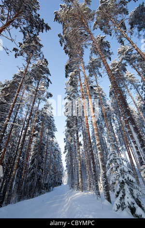 Pino ( pinus sylvestris ) alberi tettoie in inverno lungo vuoto strada di tronchi a taiga foresta , Finlandia Foto Stock