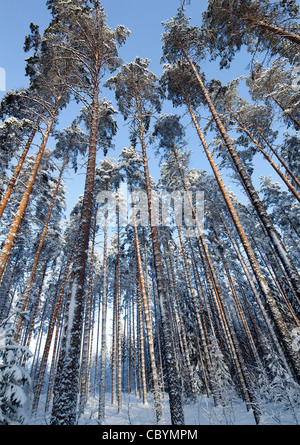 Pino ( pinus sylvestris ) alberi tettoie in inverno alla foresta di taiga , Finlandia Foto Stock