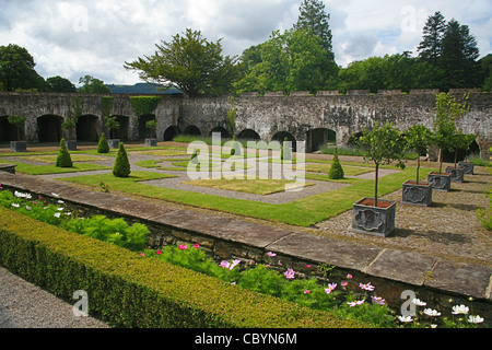 Gli alberi d'arancio nel chiostro restaurato Giardino a Aberglasney vicino a Carmarthen, Galles Foto Stock