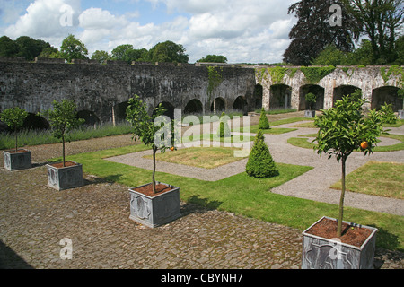 Gli alberi d'arancio nel chiostro restaurato Giardino a Aberglasney vicino a Carmarthen, Galles Foto Stock