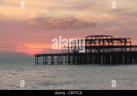 Un gregge di storni battenti intorno al Molo Ovest di Brighton, Sussex al tramonto in novembre Foto Stock