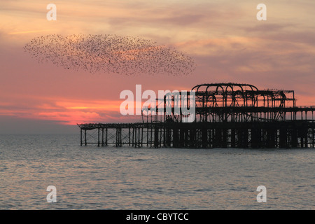 Un gregge di storni battenti intorno al Molo Ovest di Brighton, Sussex al tramonto in novembre Foto Stock
