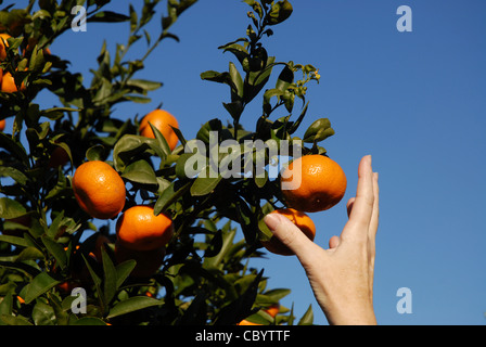 Donna di mano raggiungendo per mandarini arance sugli alberi, Pedreguer, Provincia di Alicante, Comunidad Valenciana, Spagna Foto Stock