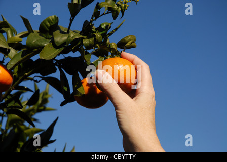 Close up della donna di raccolta a mano mandarini arance da albero, Pedreguer, Provincia di Alicante, Comunidad Valenciana, Spagna Foto Stock