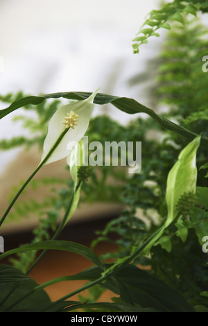 Giglio di pace o SPATHIPHYLLUM E FELCE IN UNA CAMERA DA LETTO, impianti di depurazione che assorbono floating tossiche particelle organiche Foto Stock