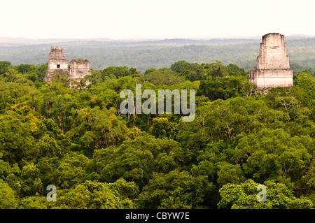 TIKAL, Guatemala - Vista della Tikal rovine Maya e la giungla baldacchino dalla cima del tempio IV, il più alto dei diversi piramidi presso il sito. Da sinistra a destra si può vedere la sommità del tempio 1 (il tempio della grande Jaguar), Tempio 2 (il Tempio delle Maschere), e tempio 3 (il Tempio del giaguaro sacerdote). Da questo punto di vista si può guardare e ascoltare scimmie urlatrici, scimmie ragno e molti uccelli si muove attraverso le cime degli alberi. Foto Stock