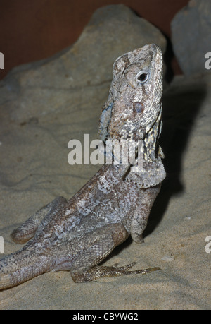 Frilled Lizard Chlamydosaurus kingii Agamidae, Australia e Papua Nuova Guinea Foto Stock