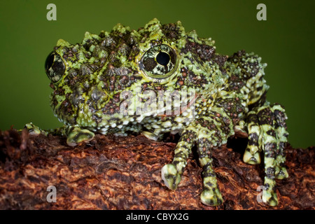Vietnamita rana di muschio (Theloderma corticale) Foto Stock