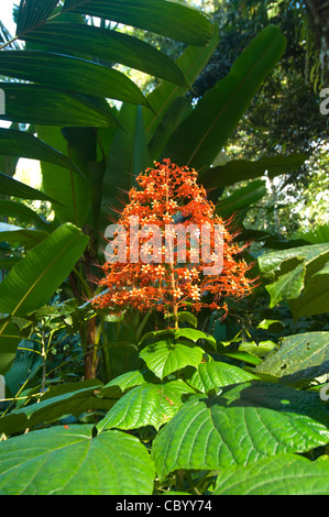 Fiore rosso Osa Peninsula Costa Rica Foto Stock