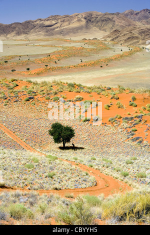 Paesaggio Wolwedans - NamibRand Riserva Naturale - Regione di Hardap, Namibia, Africa Foto Stock