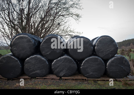 Una pila di nove round balle di fieno sigillati in plastica nera, accanto a campi in zone rurali Hexhamshire, Northumberland, Inghilterra. Foto Stock