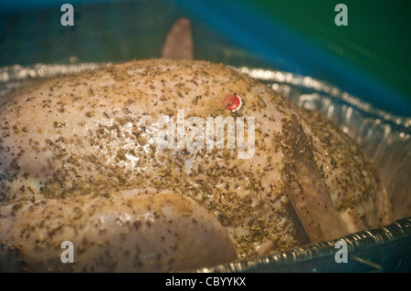 Close up del pollo arrosto in padella. Foto Stock