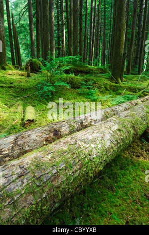 Foresta nella valle del medio forcella Snoqualmie River, Mount Baker-Snoqualmie Foresta Nazionale, Washington, Stati Uniti d'America Foto Stock