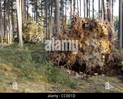 Pino silvestre albero portato giù in alta venti invernali Foto Stock