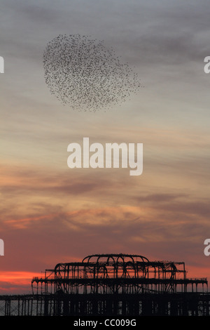 Un gregge di storni battenti intorno al Molo Ovest di Brighton, Sussex al tramonto in novembre Foto Stock