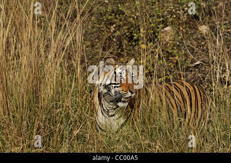 Tiger passeggiate attraverso le erbe nel parco nazionale di Ranthambore Foto Stock
