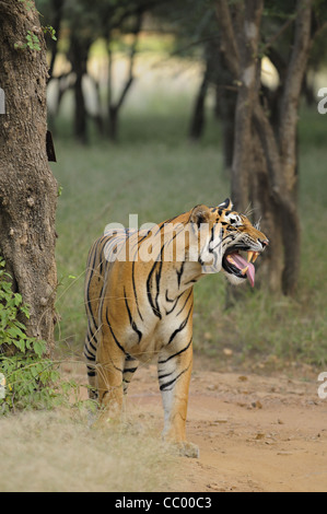 Tigre del Bengala la visualizzazione di comportamento flehmen nelle giungle di Ranthambore riserva della tigre in India Foto Stock