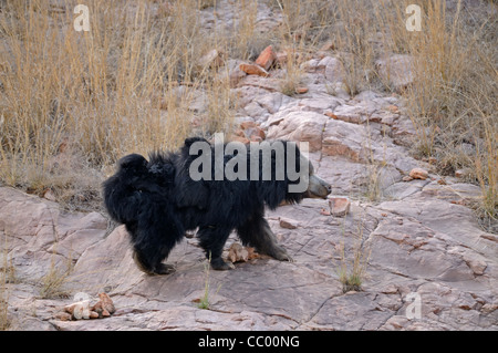 Sloth Bear Famiglia (Melursus ursinus), madre di due bambini Equitazione sulla sua schiena nelle foreste secche di Ranthambhore national park Foto Stock