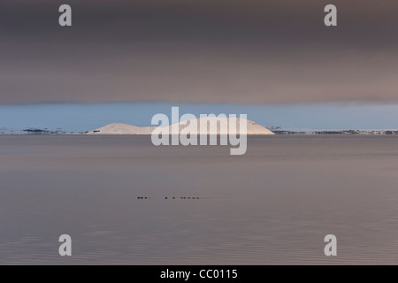 L'isola Sandey in Thingvallavatn, Islanda Foto Stock