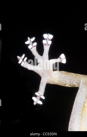 Lato ventrale del piede del GOLDEN GEKKON, Gekko ulikovskii, che mostra la caratteristica forma a lamelle. Foto Stock