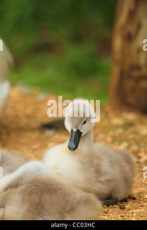 Fluffy cigno cygnet recante sulla ghiaia Foto Stock