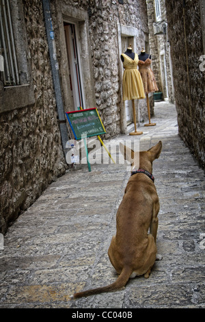 Un cane IN UN VICOLO VISTO DA DIETRO, antica città fortificata di Budva (Stari Grad), costa adriatica, Montenegro, EUROPA Foto Stock