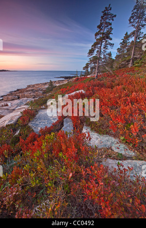 Bassa dolce mirtillo pianta mostra off colore di autunno sulla penisola Schoodic costa nel Parco Nazionale di Acadia, Maine, Stati Uniti d'America Foto Stock