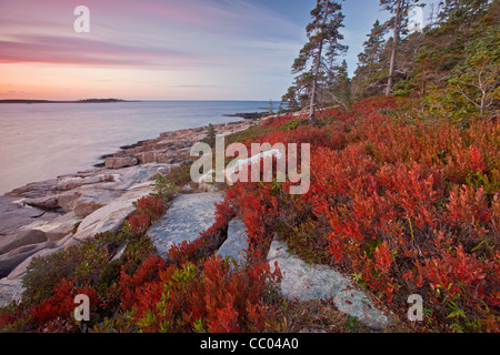 Bassa dolce mirtillo pianta mostra off colore di autunno sulla penisola Schoodic costa nel Parco Nazionale di Acadia, Maine, Stati Uniti d'America Foto Stock