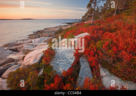 Bassa dolce mirtillo pianta mostra off colore di autunno sulla penisola Schoodic costa nel Parco Nazionale di Acadia, Maine, Stati Uniti d'America Foto Stock