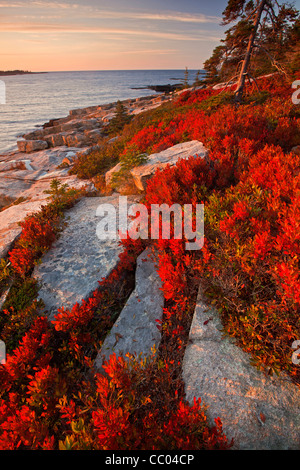 Bassa dolce mirtillo pianta mostra off colore di autunno sulla penisola Schoodic costa nel Parco Nazionale di Acadia, Maine, Stati Uniti d'America Foto Stock