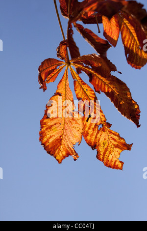 Ippocastano (Aesculus hippocastanum) Foglie di autunno Foto Stock