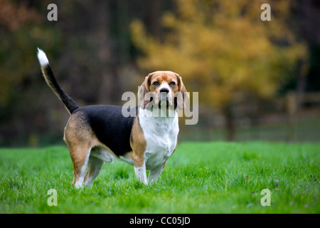 Tricolore cane Beagle in giardino Foto Stock