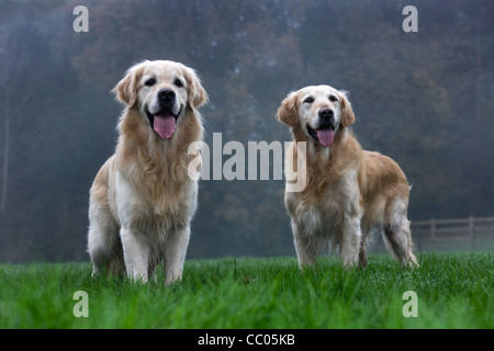 Giovane Golden Retrievers in giardino Foto Stock