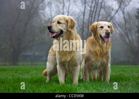 Giovane Golden Retrievers in giardino Foto Stock