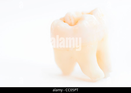 Macro di colpo singolo dente umano. Impostare la messa a fuoco sul bordo superiore, Radici defocussed Foto Stock