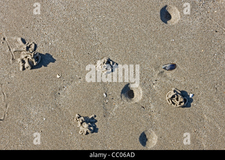 Unione Lugworm / Sandworm Arenicola (marina) calchi di sedimento defaecated sulla spiaggia con la bassa marea lungo la costa del Mare del Nord Foto Stock