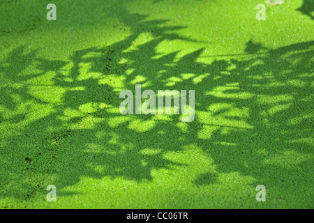 Ombra di foglie su un albero in schiuma delle paludi, baia di Somme, SOMME (80), Francia Foto Stock