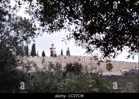 Una moschea minareto di picchi di oltre le mura della Città Vecchia di Gerusalemme, visto attraverso gli ulivi nel giardino del Getsemani. Foto Stock