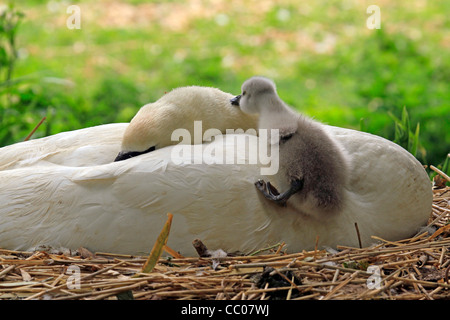 Cigno la posa sul nido con soffici cygnet cercando di ottenere su adulti indietro Foto Stock