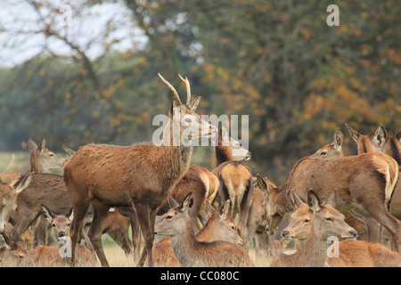 Allevamento di red feste di addio al celibato e cerve con fogliame verde sullo sfondo Foto Stock