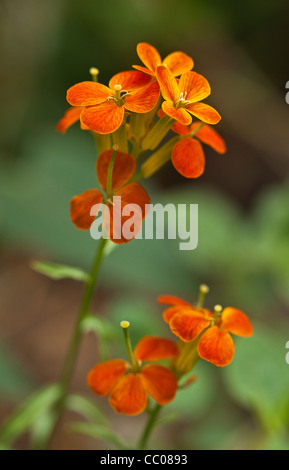 Western violaciocca (Erysimum capitatum) fiorisce Foto Stock