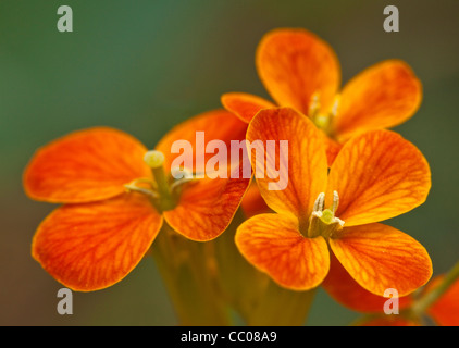 Close-up di Western violaciocca (Erysimum capitatum) bloom Foto Stock