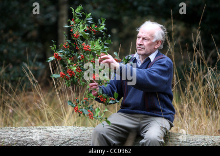 Uomo di agrifoglio di raccolta per il Natale in un legno Foto Stock