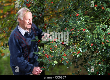 Uomo di agrifoglio di raccolta per il Natale in un legno Foto Stock