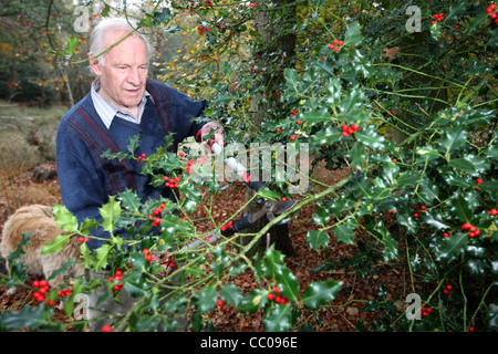 Uomo di agrifoglio di raccolta per il Natale in un legno Foto Stock