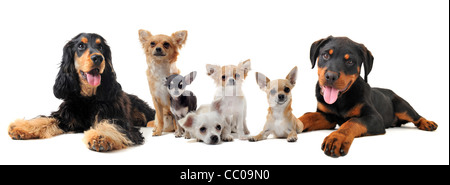 Gruppo di cuccioli di fronte a uno sfondo bianco Foto Stock